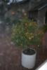 images_medium/w00042.jpg